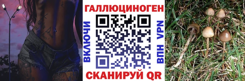 Галлюциногенные грибы Psilocybine cubensis  где можно купить   Иваново 
